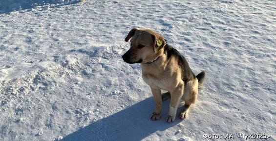 Безнадзорных собак начали стерилизовать и чипировать в Анадыре