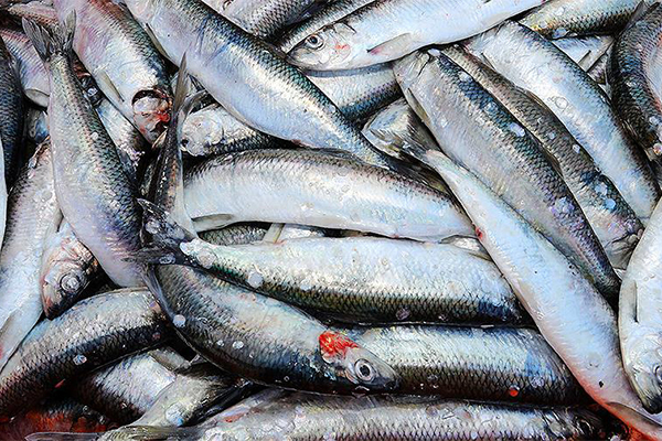 Росрыболовство продолжает прием заявок на вылов рыбы