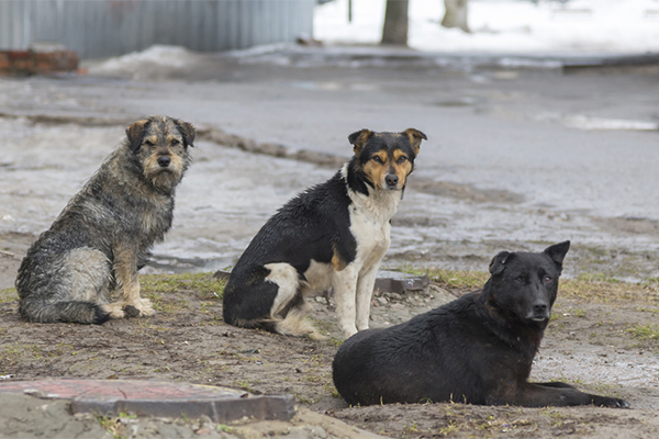 Бездомные собаки в Анадыре будут стерилизованы