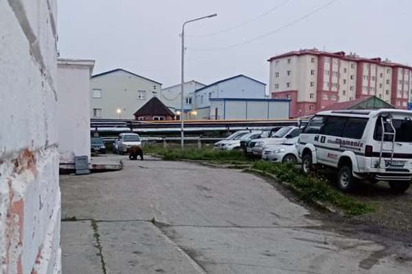 Медведь гуляет по улицам Анадыря