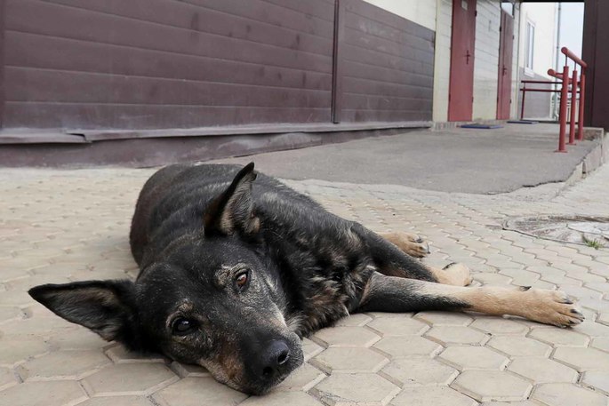  Активисты ОНФ призвали власти Чукотки обеспечить контроль над безнадзорными животными