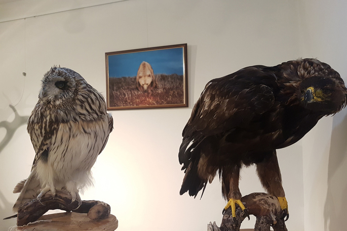 Выставка «Фауна Чукотки» открывается в Музейном Центре