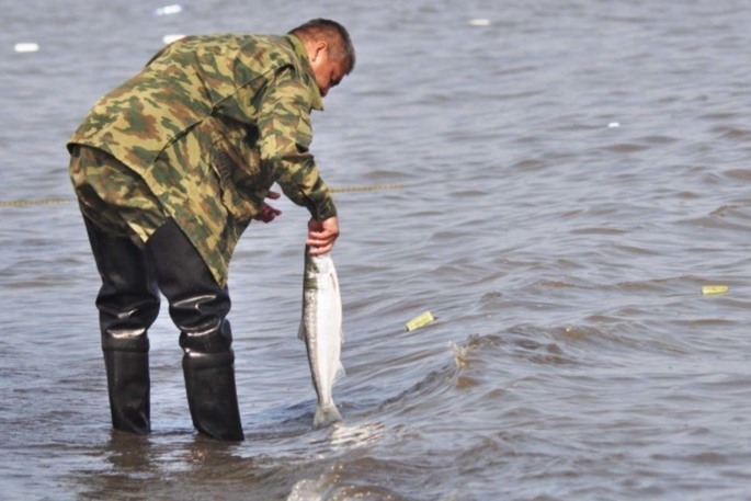 Представителям коренных малочисленных народов Чукотки необходимо подать отчеты по вылову рыбы в 2021 году