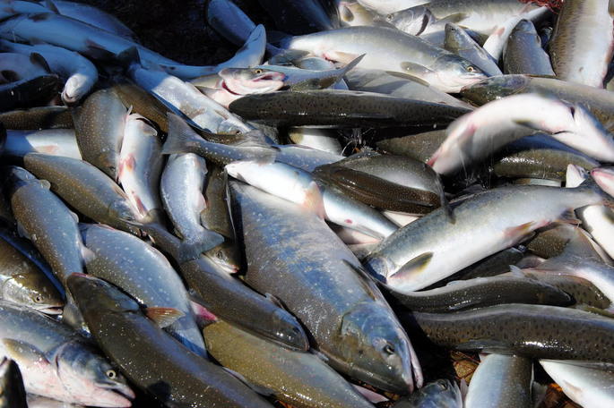 Представителям коренным малочисленных народов Чукотки необходимо подать заявку на вылов рыбы