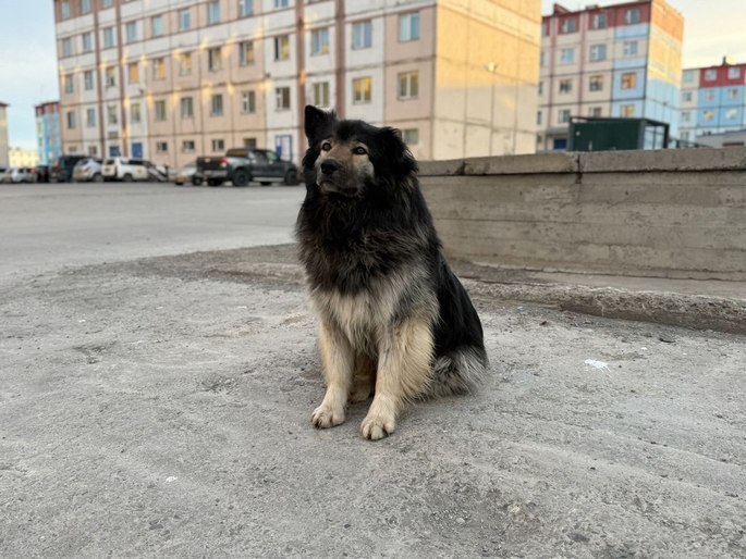❗️По факту нападения собаки на несовершеннолетнюю жительницу города организовано проведение доследственной проверки