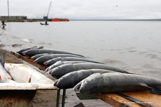 🎣 Вниманию представителей КМНС Чукотки, осуществляющих рыболовство!